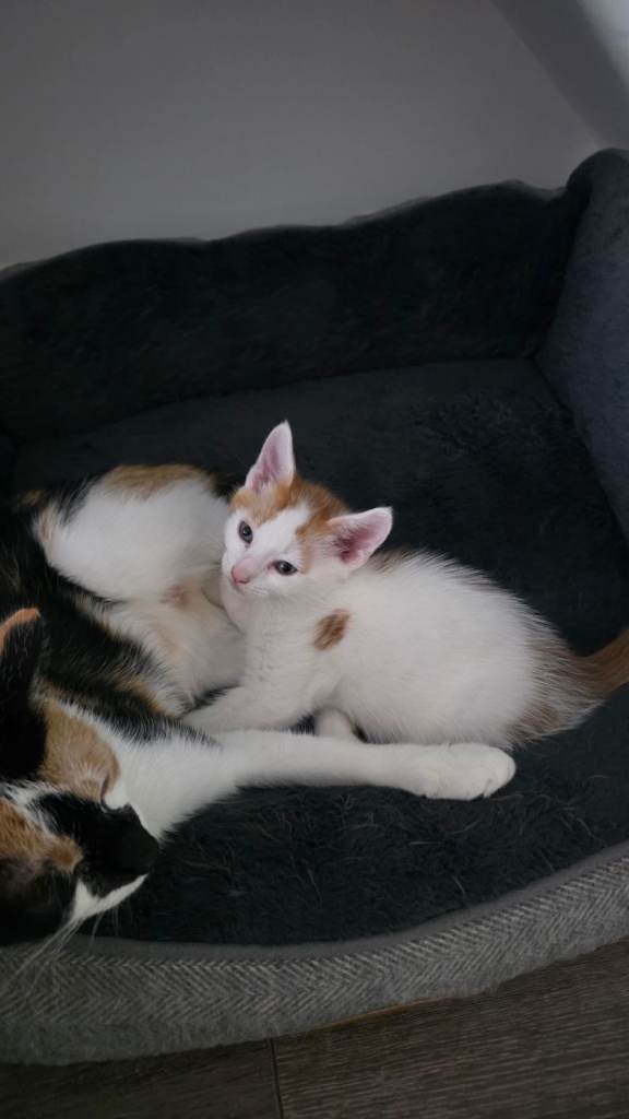 Kitten 