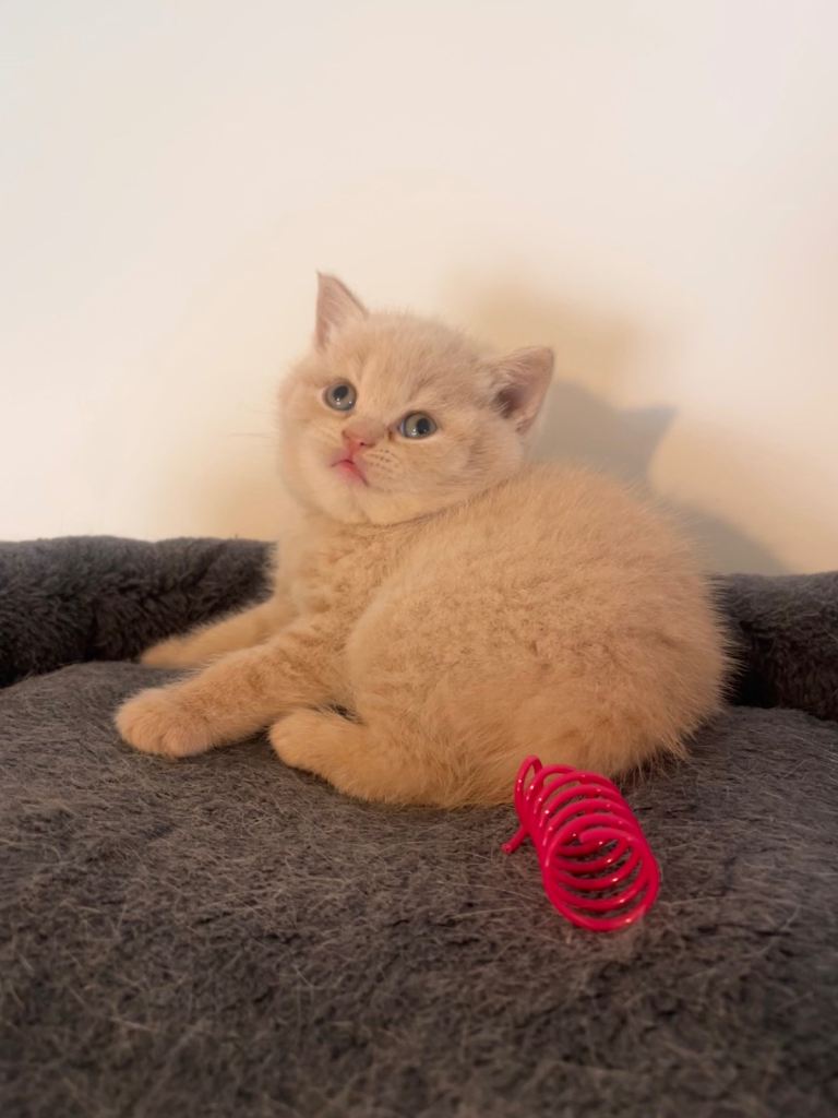 British Shorthair Kittens ⭐️