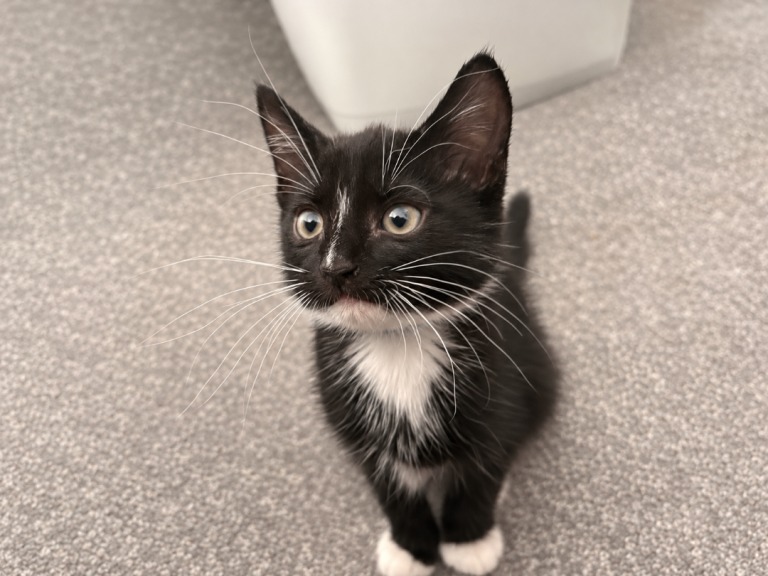 Kitten for sale