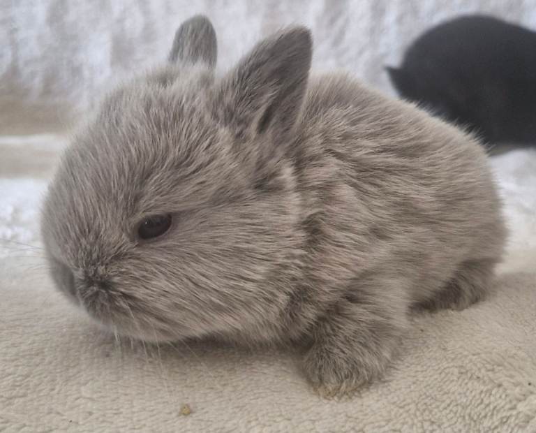 Mini Lop X Dutch X Netherland Dwarf Babies 