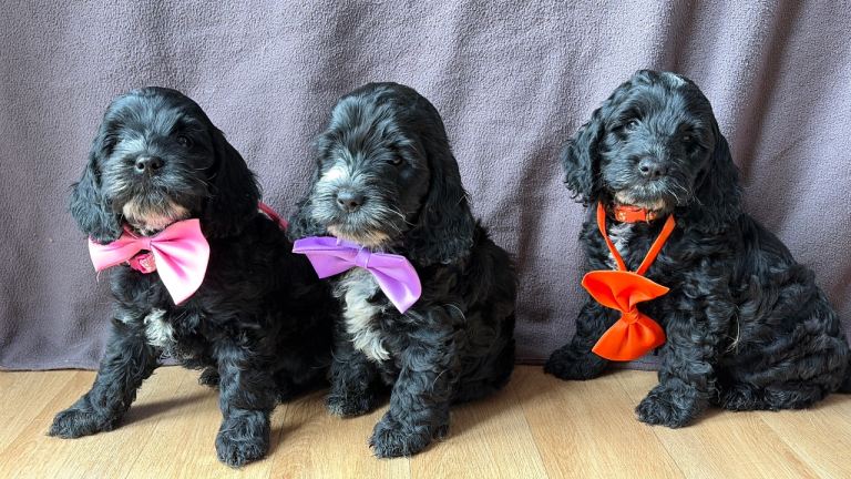 F1 Cockapoo Puppies Health Tested Parents 