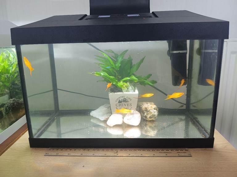 Swart Fish Male for Sale 