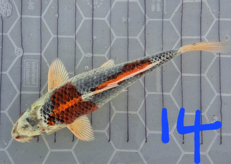 Koi fish various for sale 7 to 22inch 