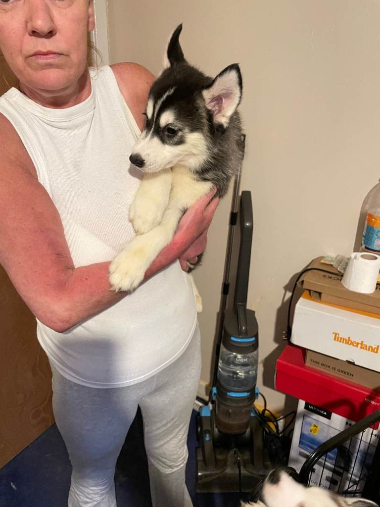 Siberian Huskie pups