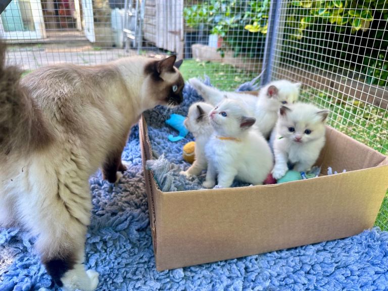 Champion TICA registered Ragdoll kittens 