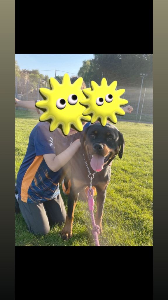 Rottweiler bitch for sale age1 