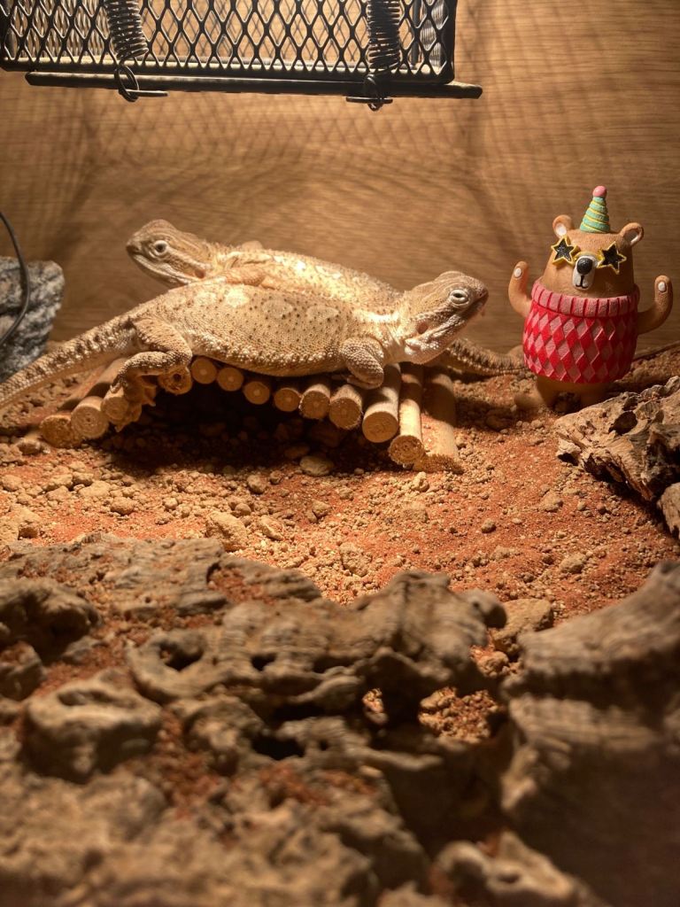 Two female Rankins Dragons