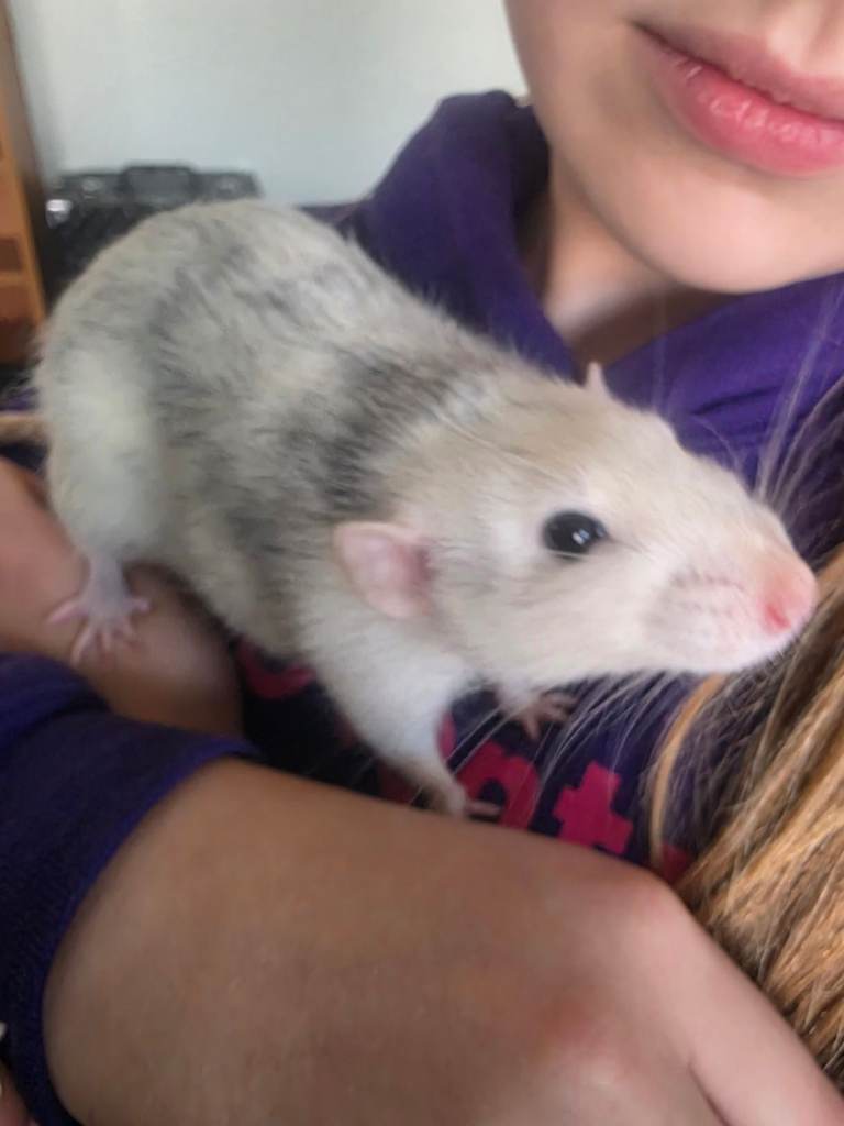 Loving Home Wanted for 3 Pet Rats