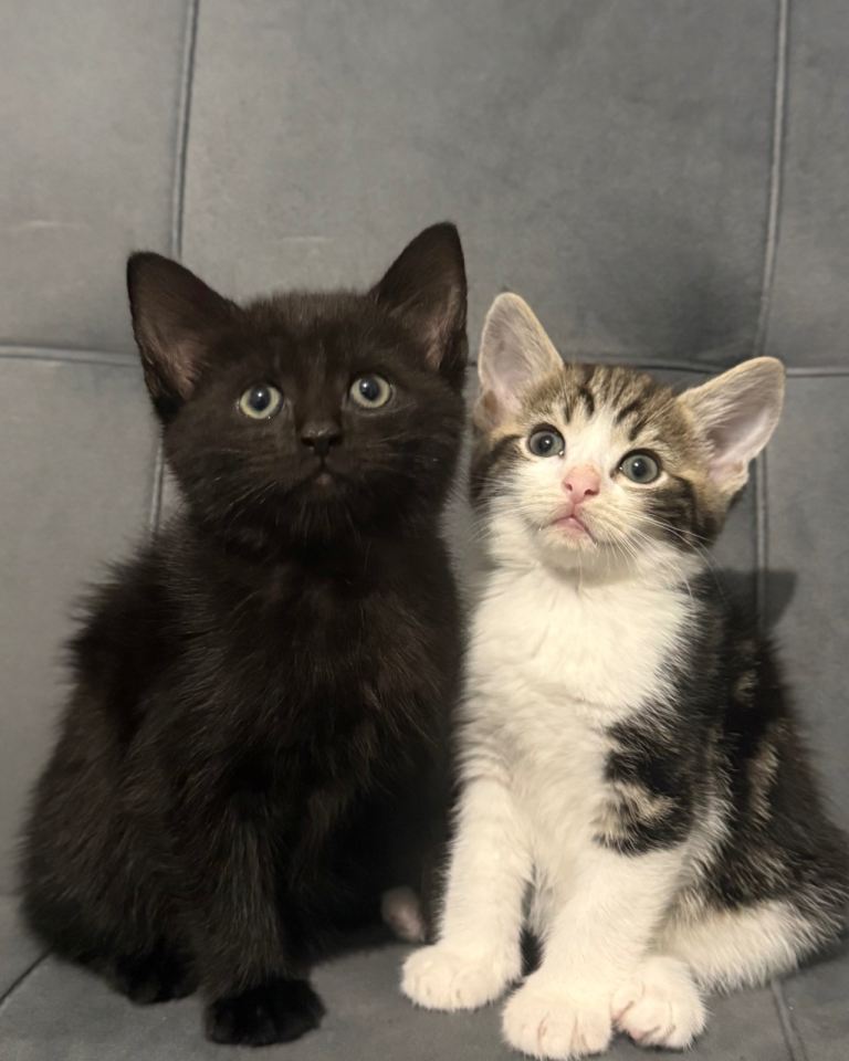 kittens ready for new homes