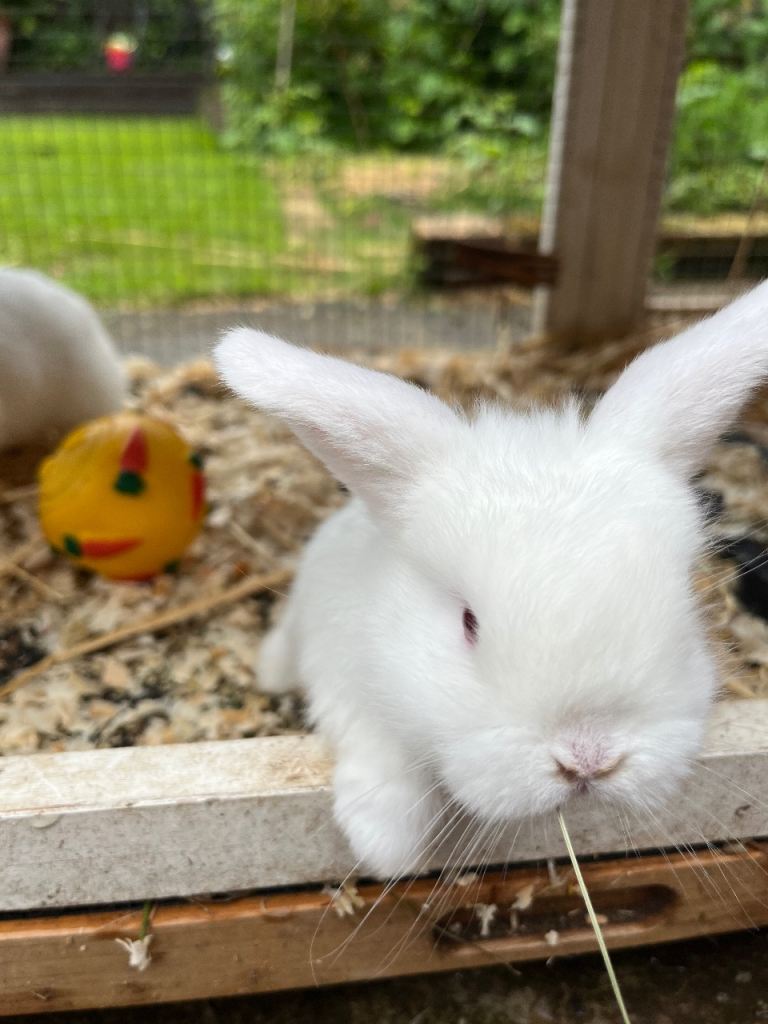 Mini Lop Rabbits - 7 weeks old