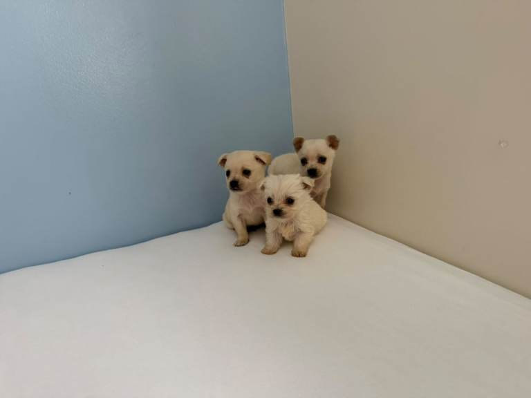 Chihuahua puppies 