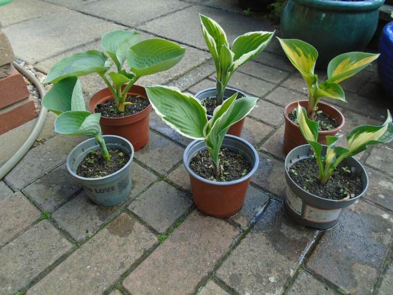 HOSTAS Hosta garden plant flowers in pot, different varieties  -  all £5 EACH