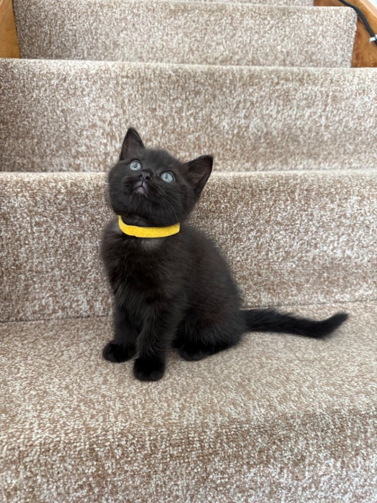 British shorthair x ragdoll Kittens boy & girl 