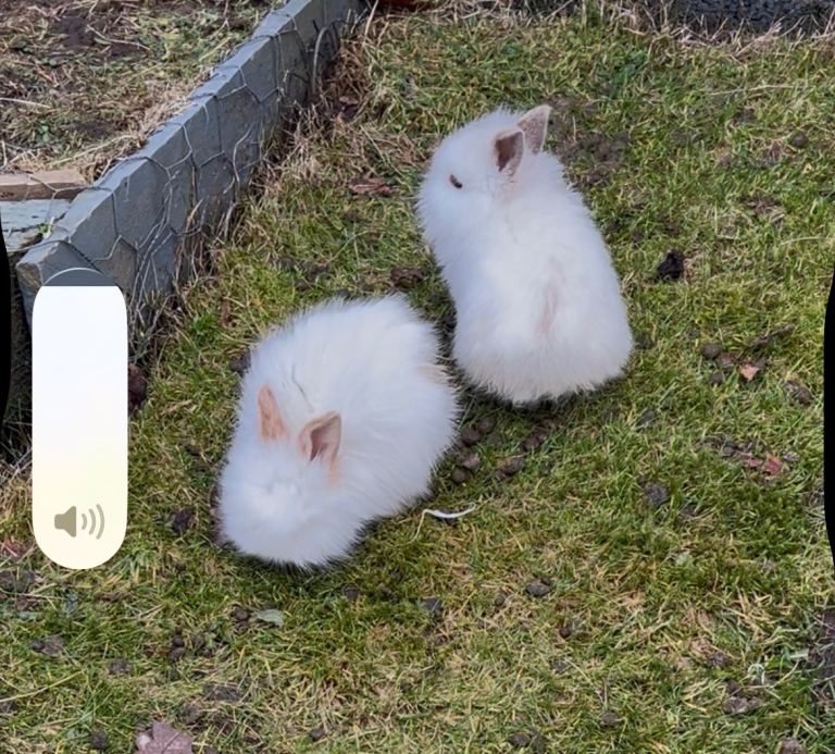 Mini lop bunny rabbit 