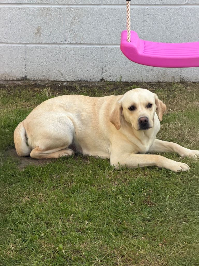 Beautiful Labrador Girl