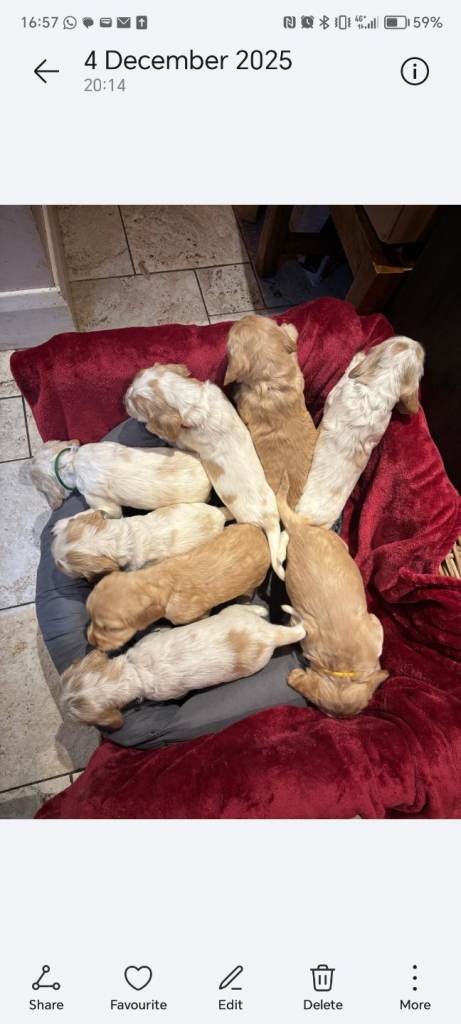 Stunning Kc reg cocker spaniel pups for sale - golden and orange roan