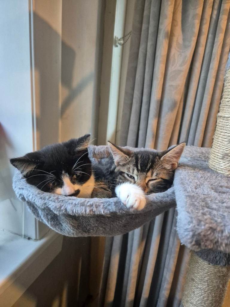 Beautiful kittens ready to go 