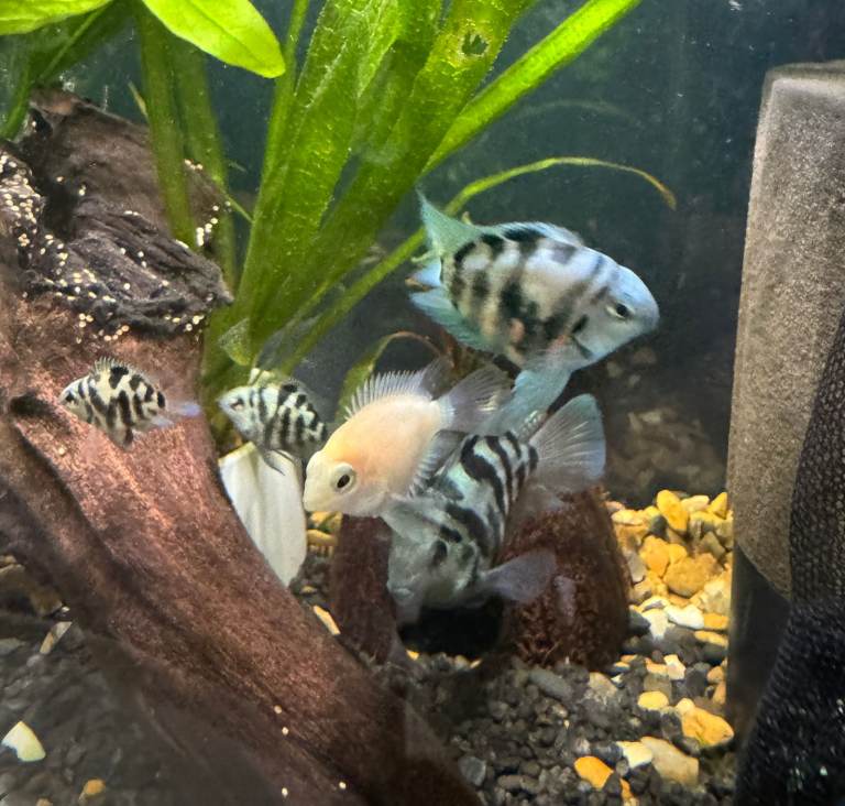 Tropical Fish - Beautiful Parrot Cichlids 