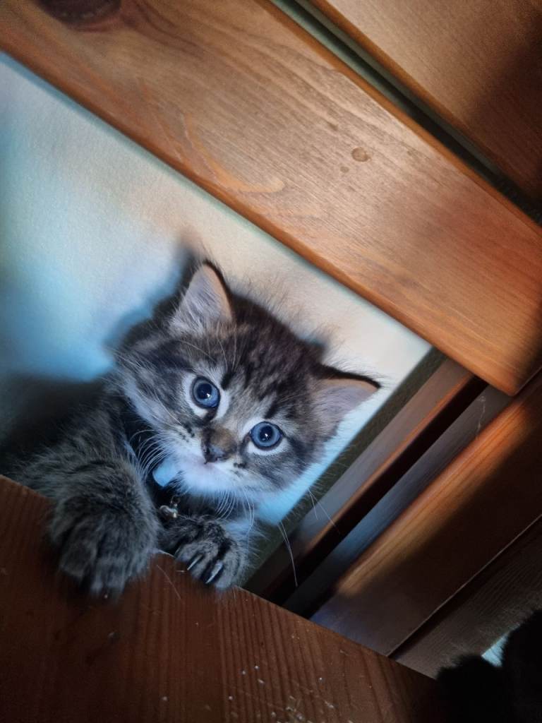 Kittens 