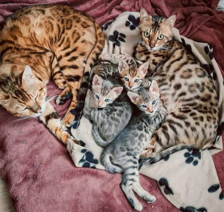Lovely kittens looking new home 