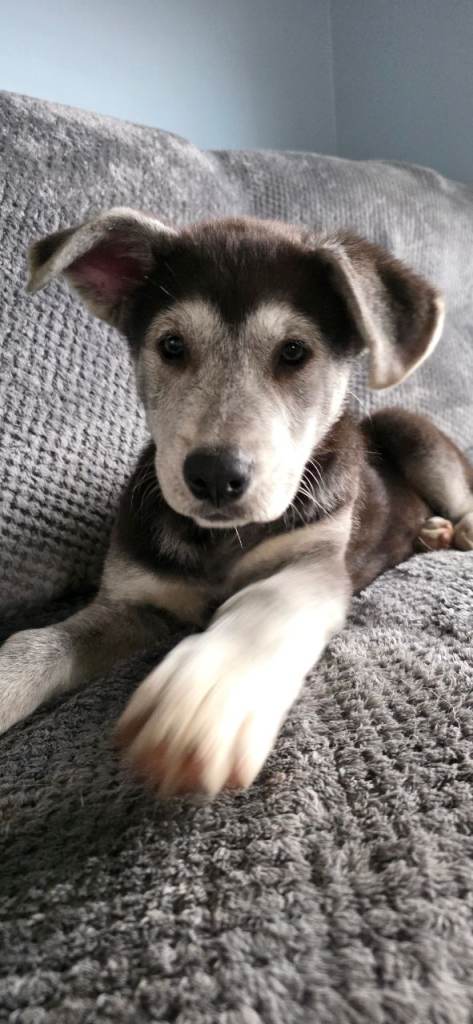 Shepsky puppies 