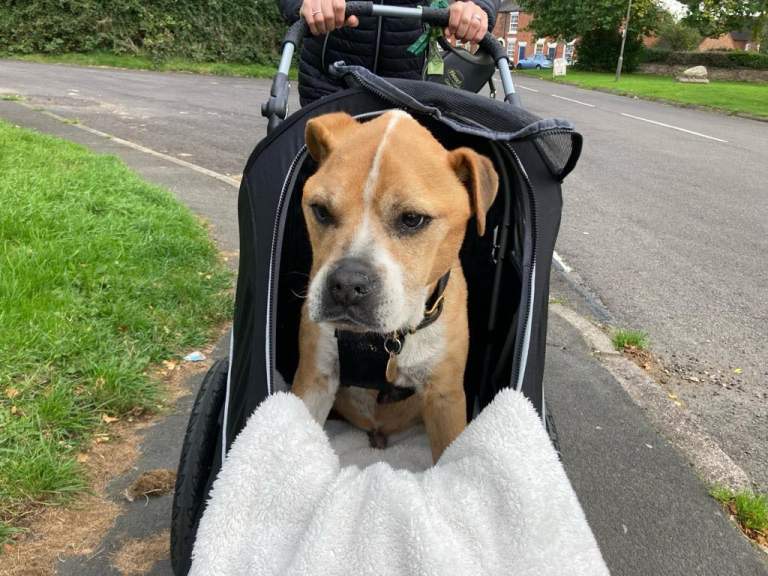 IPS-059/EVR Innopet Sporty EVR Dog Buggy