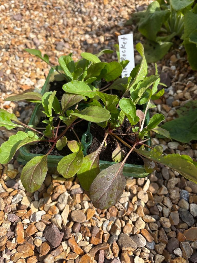 Salad Rocket Plant Seedlings 