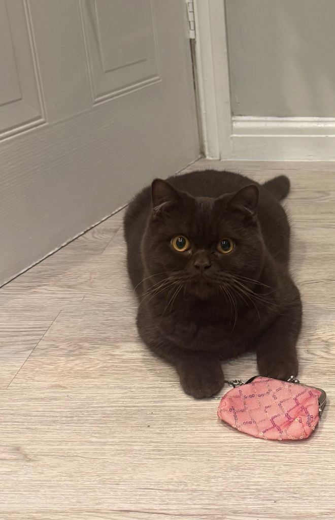 British shorthair 