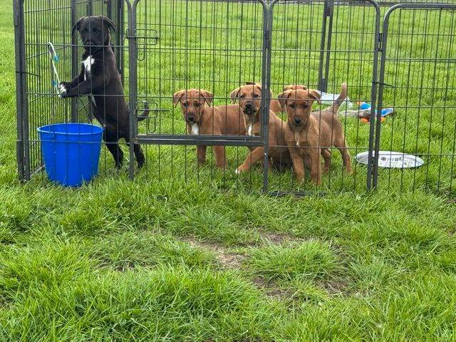 Unique Irish Colliwobble puppies