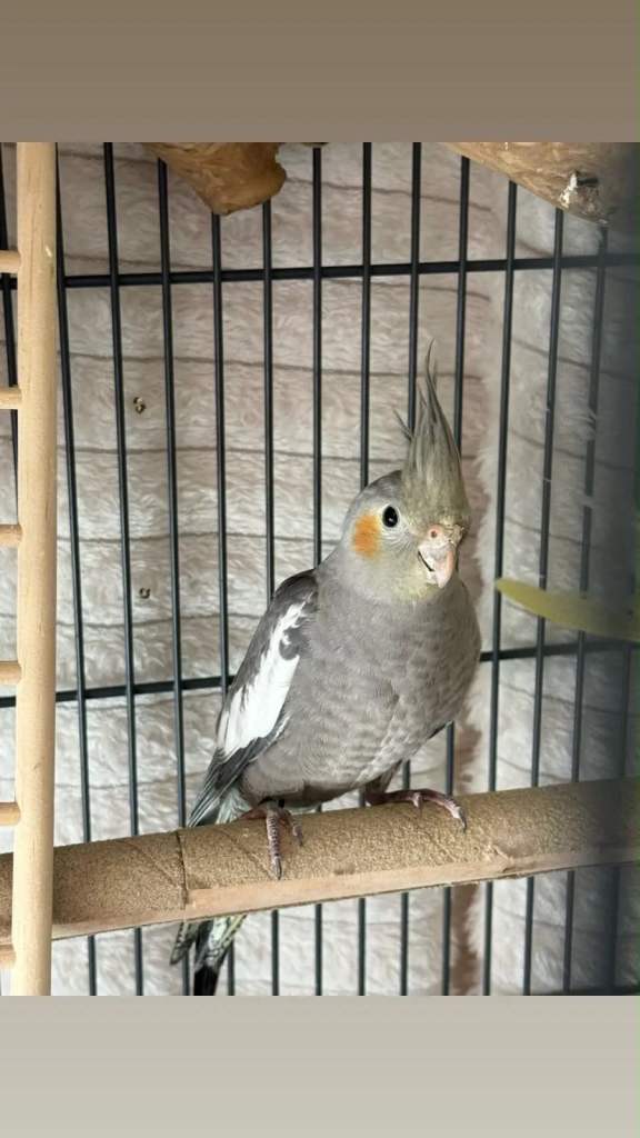 Grey semi tame cockatiel