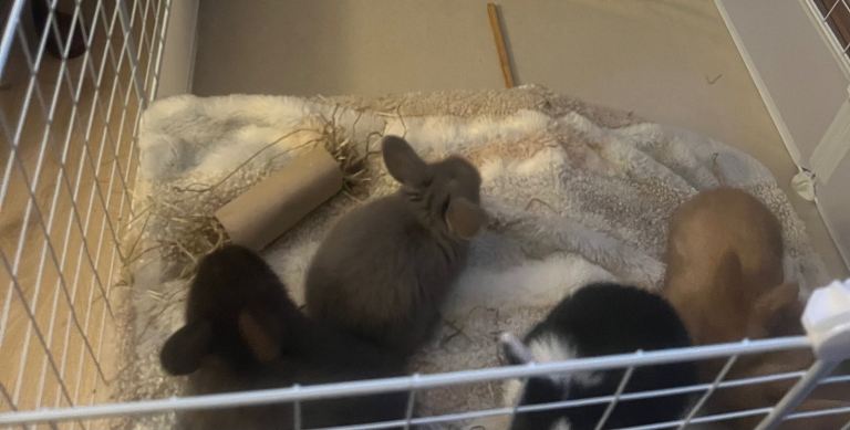 Baby mini lops Halosowen, West Midlands 