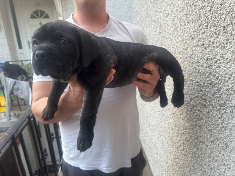 Cane corso boy 