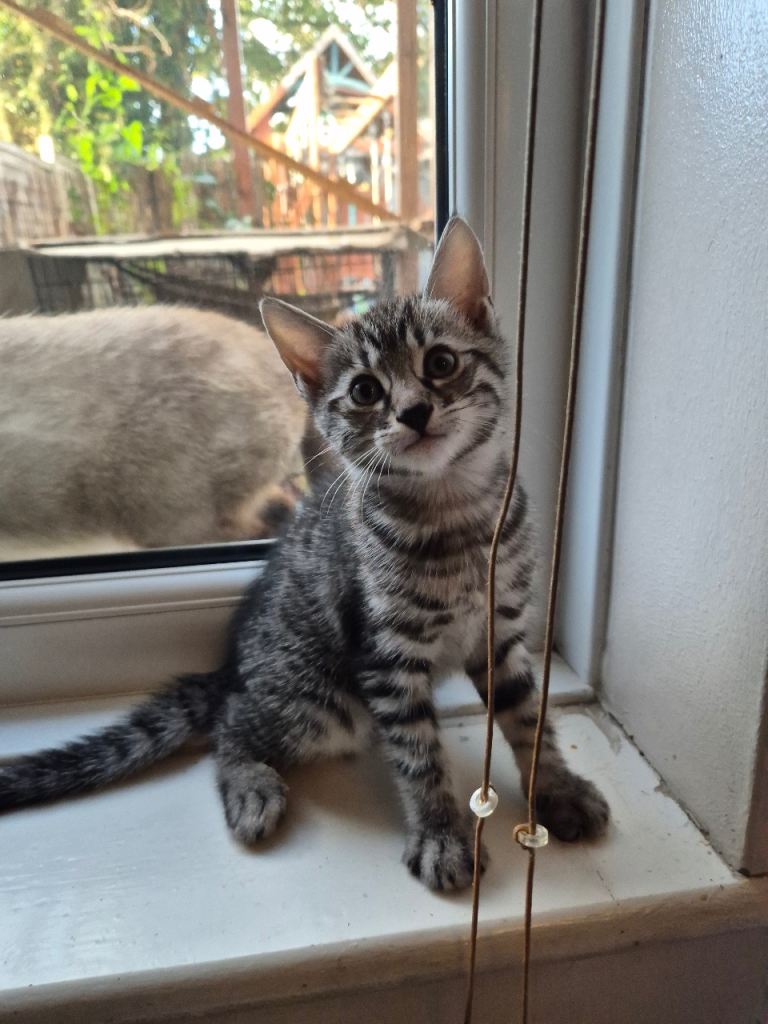 Bengal Tabby Kittens