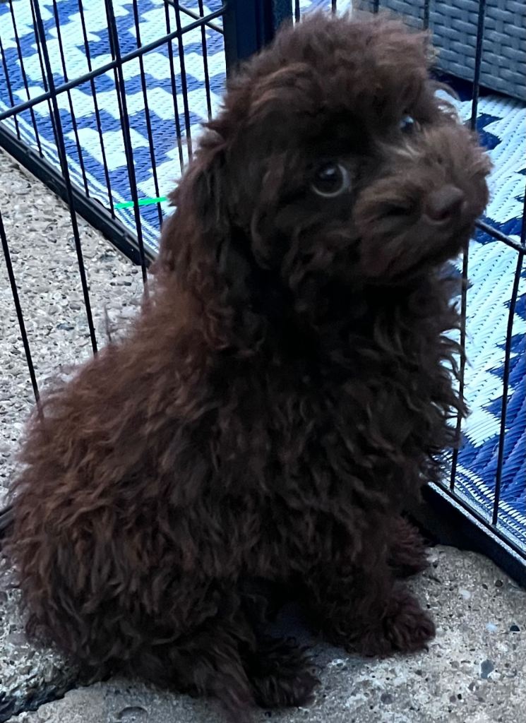 Chocolate toy poodle 