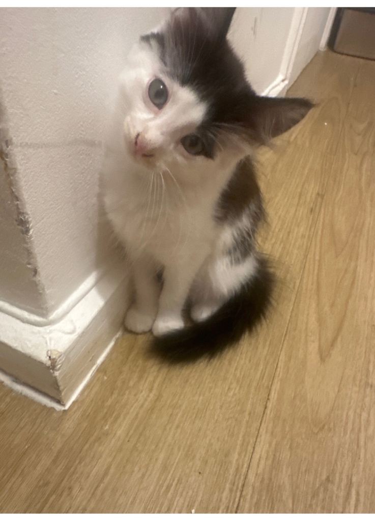 Kittens For Sale 