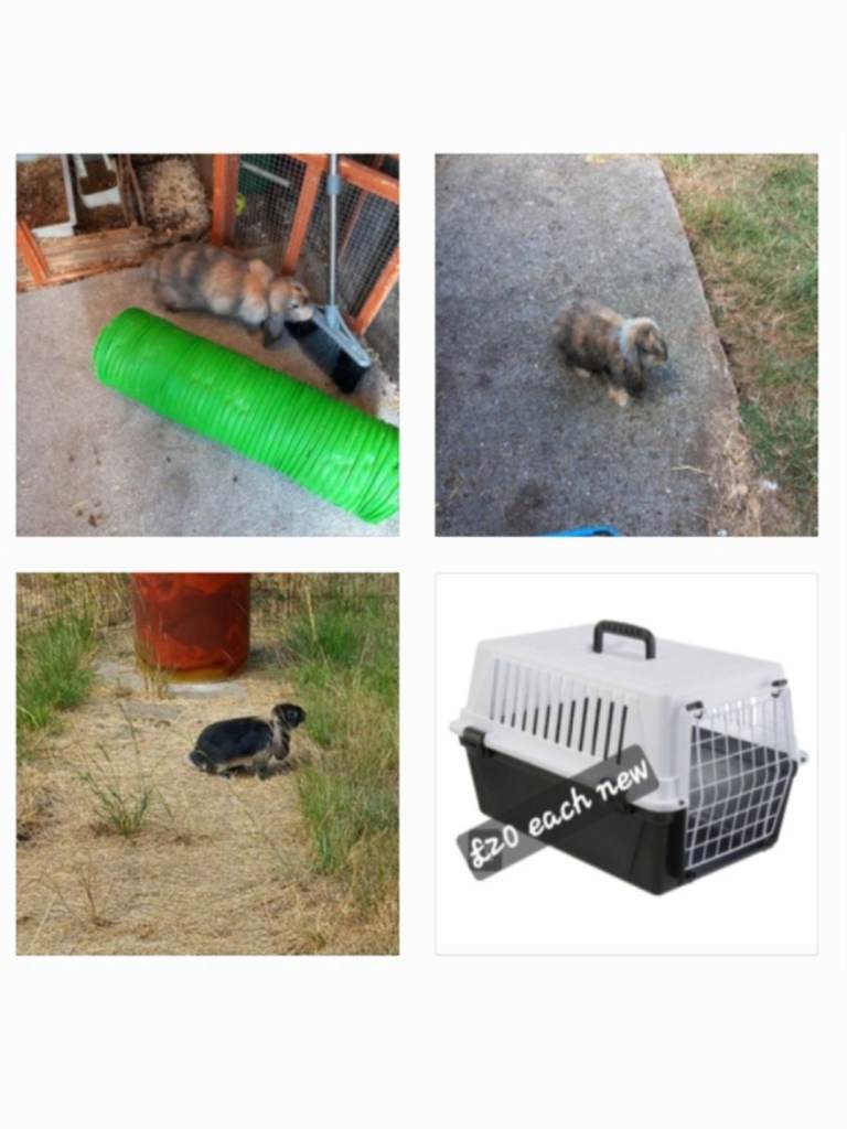 Pure bred French lop rabbits
