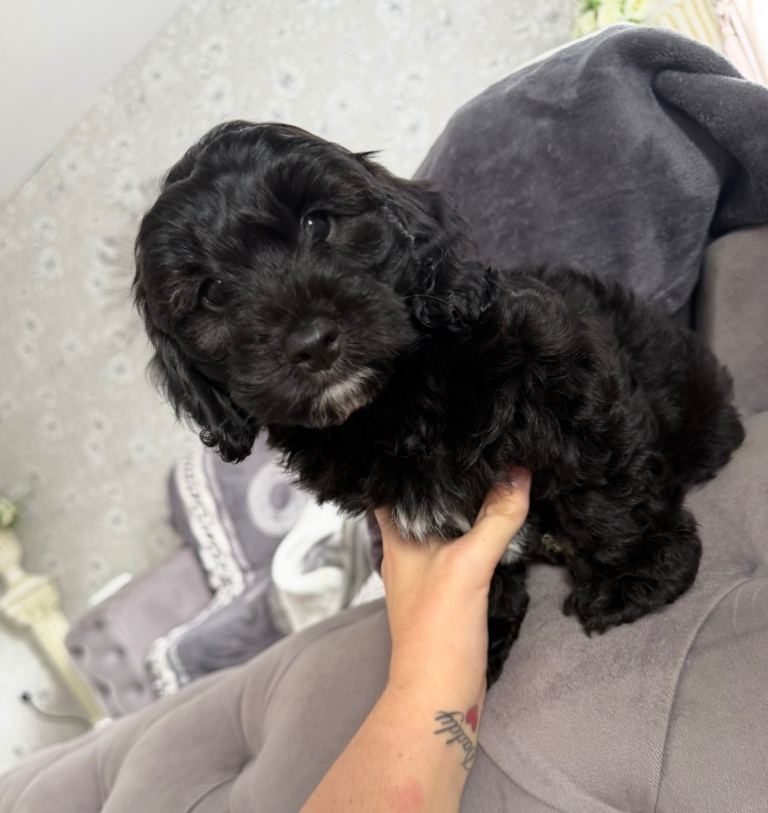 Cockerpoos puppy’s 