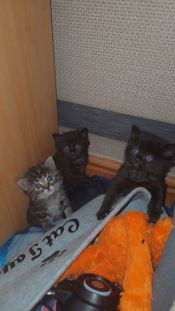 BEAUTIFUL MIXED KITTENS