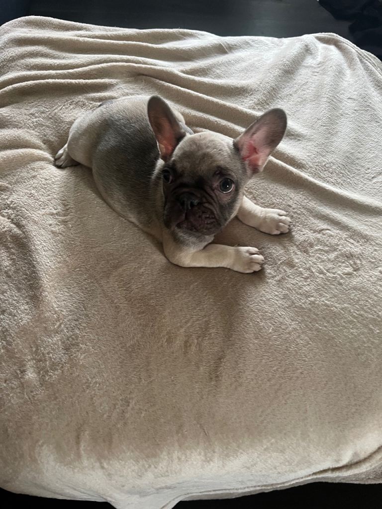 French ball dog puppies for sale 
