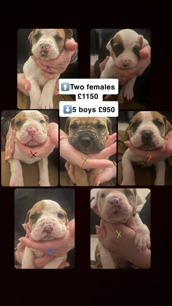 Puppies - 2 female / 5 male: Ready to leave mum 28/04