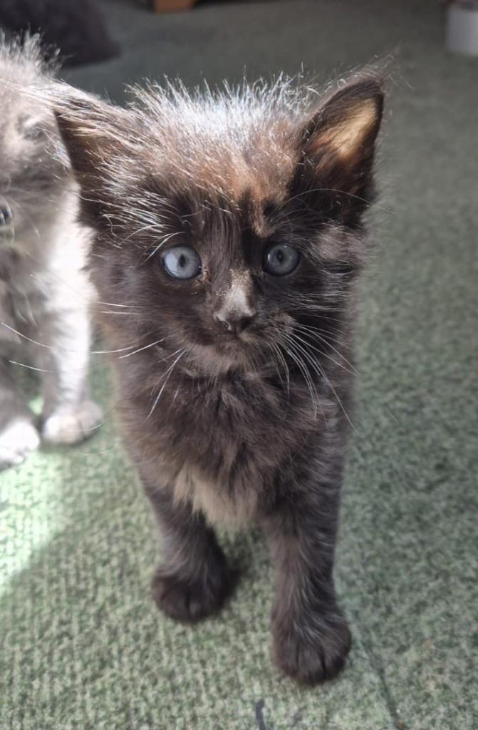 Main coon x mix breed