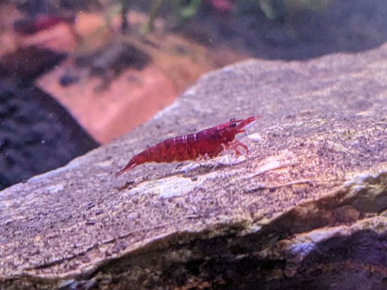 12 Bloody Mary Neocardinia Shrimp - Aquarium not fish - will deliver 