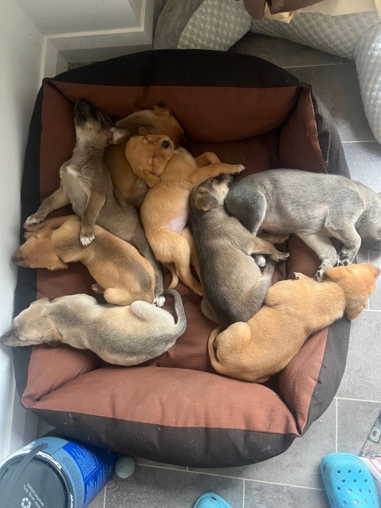 Lab cross lurcher