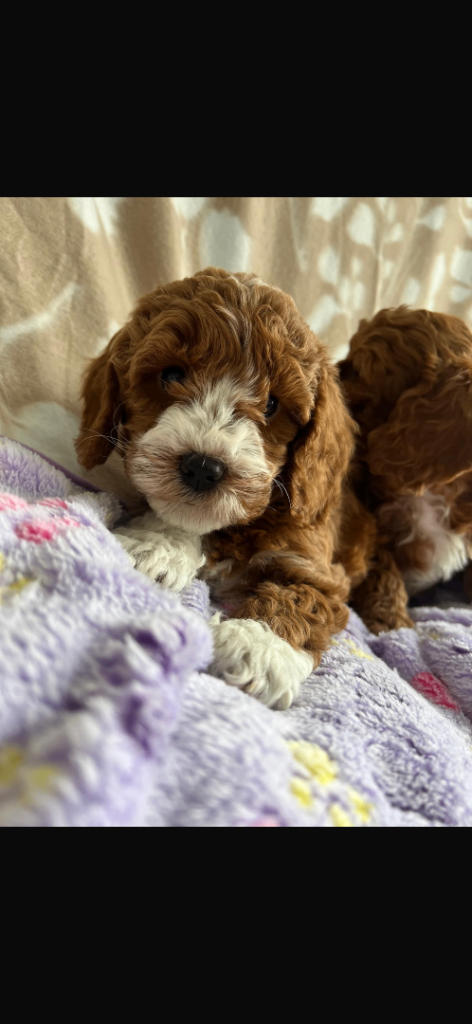Cavapoos 
