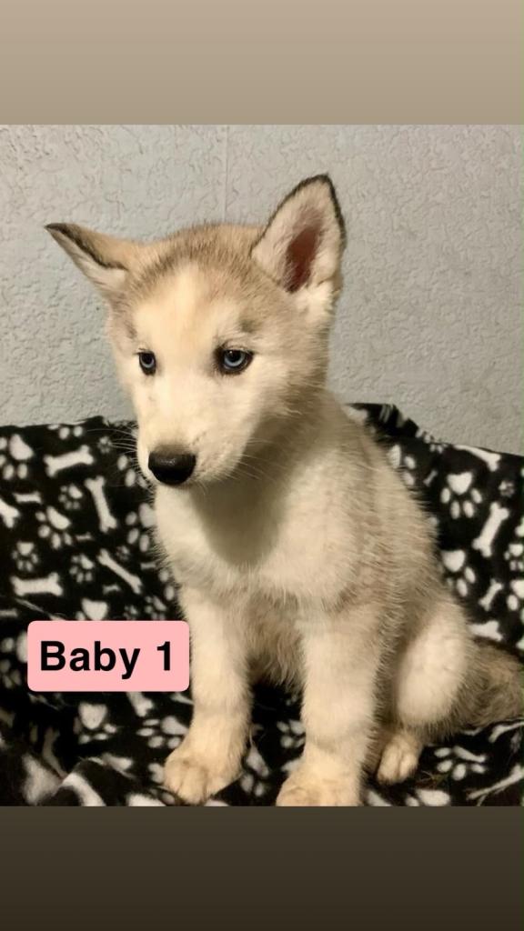 Siberian Husky Puppies ready for new home