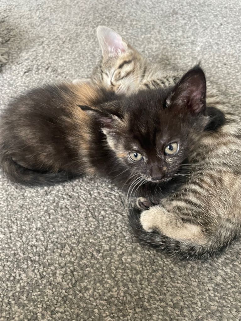 2 gorgeous kittens 
