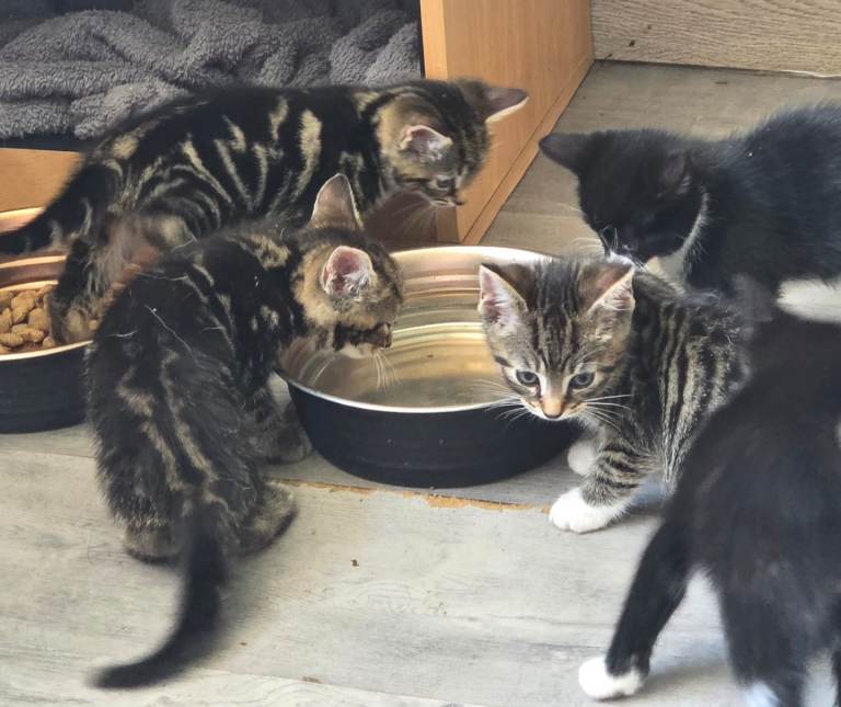 6 kittens for sale