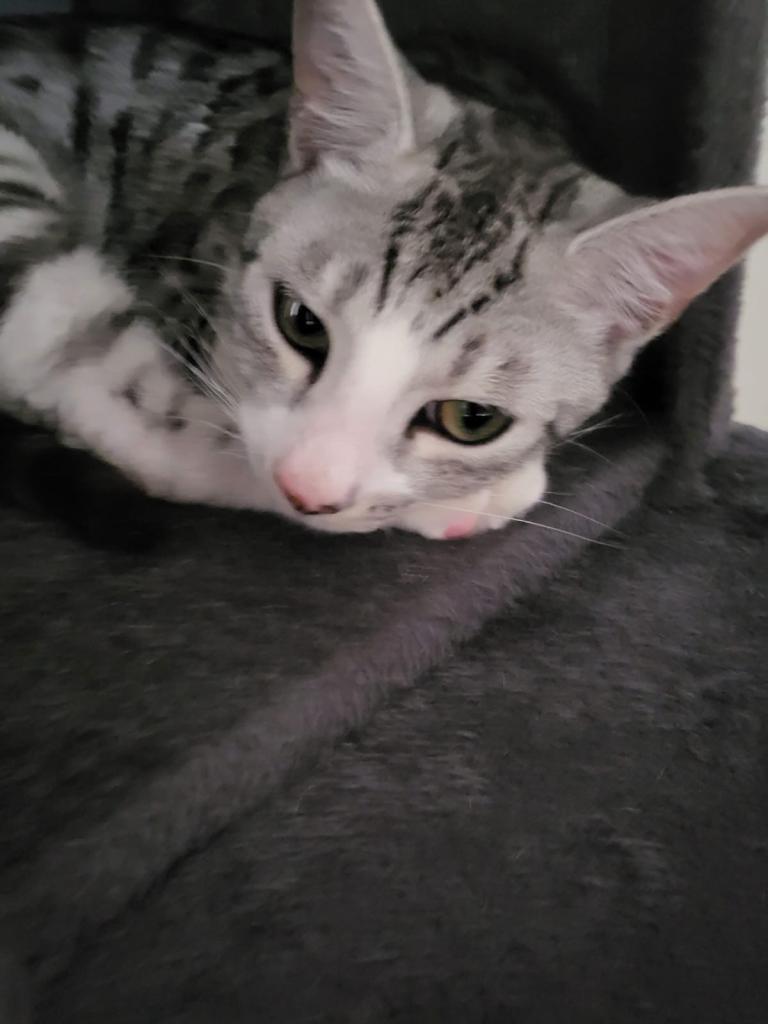 Bengal cats for sale
