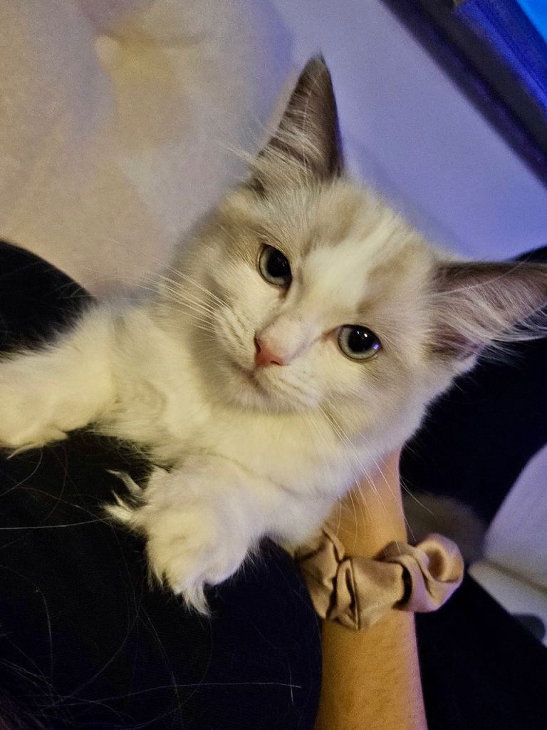 LAST GCCF Ragdoll BOY Kitten left.  