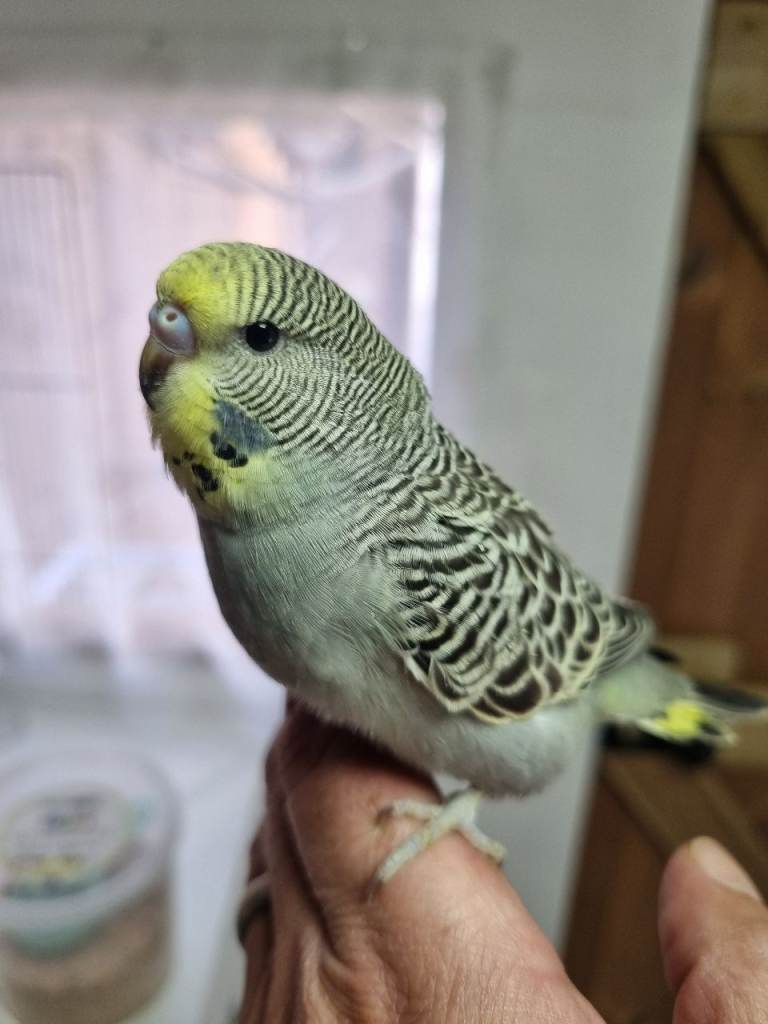 Budgies for sale 